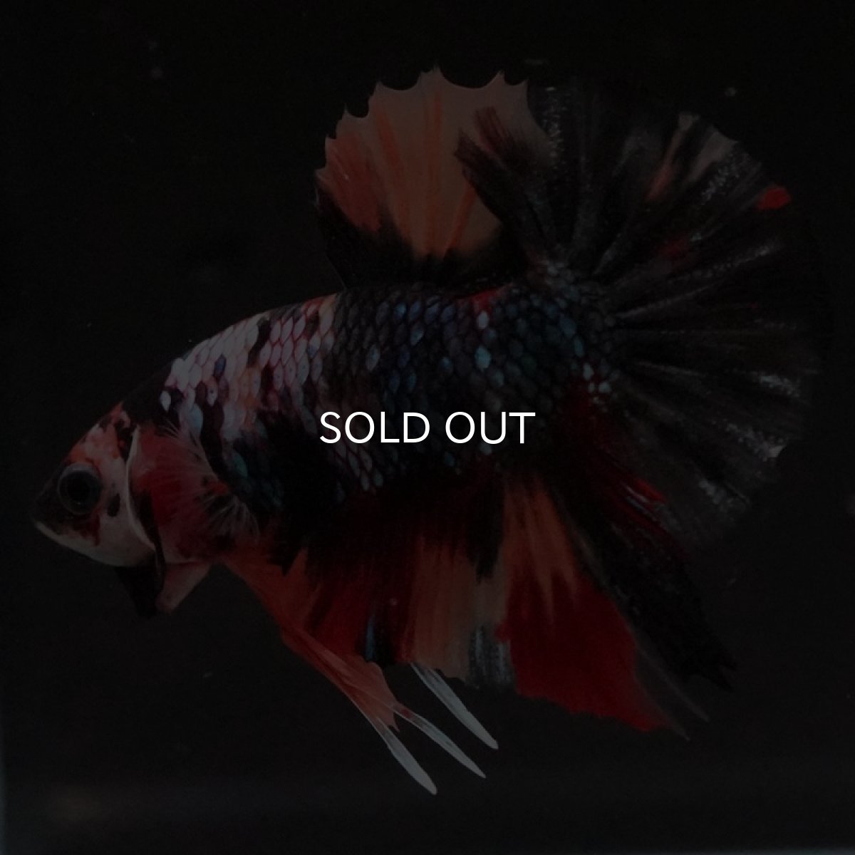 画像8: HMPK　ブラックキャンディ (8)