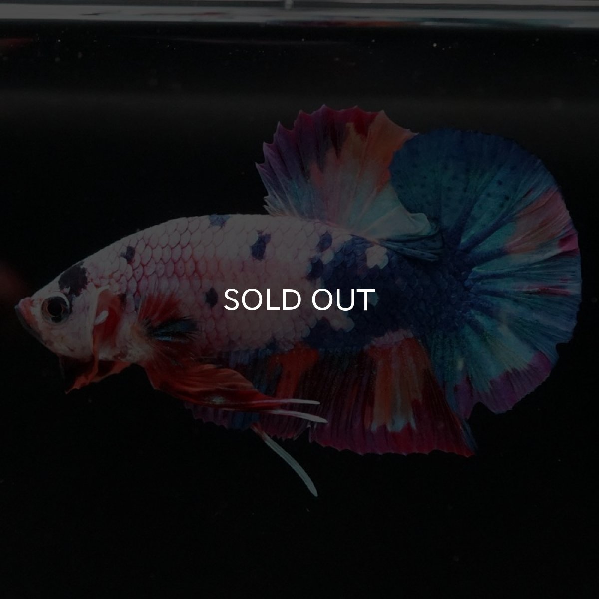 画像7: HMPK キャンディレインボー (7)