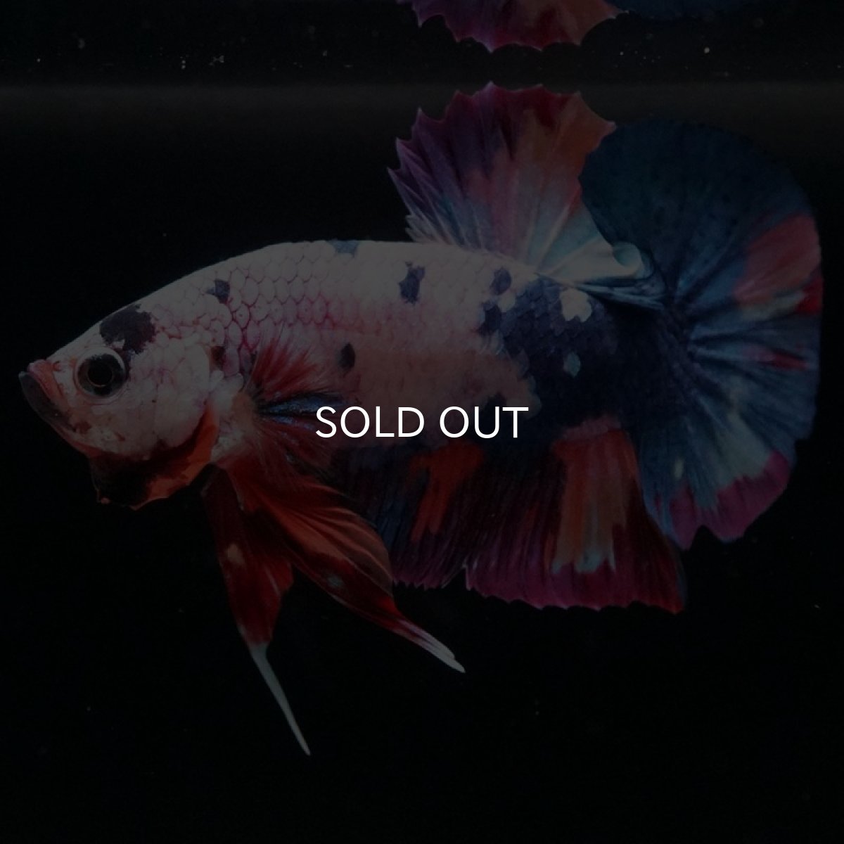 画像6: HMPK キャンディレインボー (6)