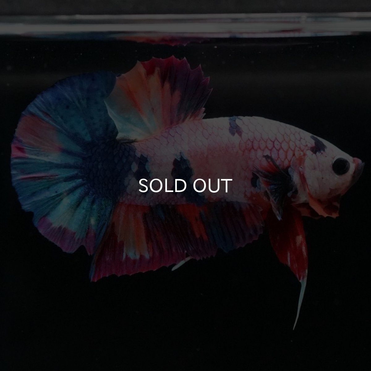 画像5: HMPK キャンディレインボー (5)