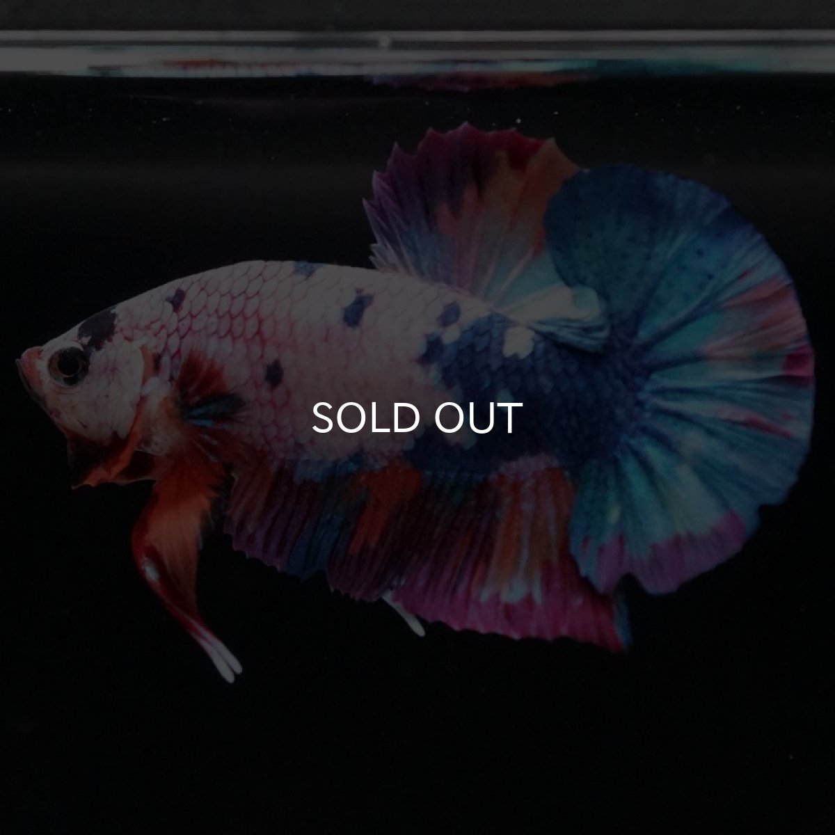 画像4: HMPK キャンディレインボー (4)