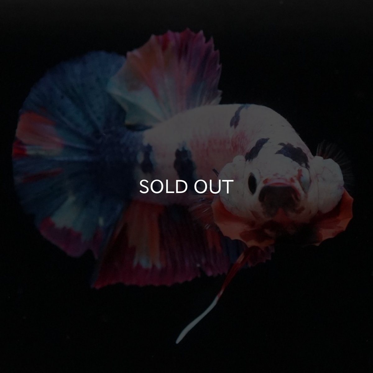 画像3: HMPK キャンディレインボー (3)