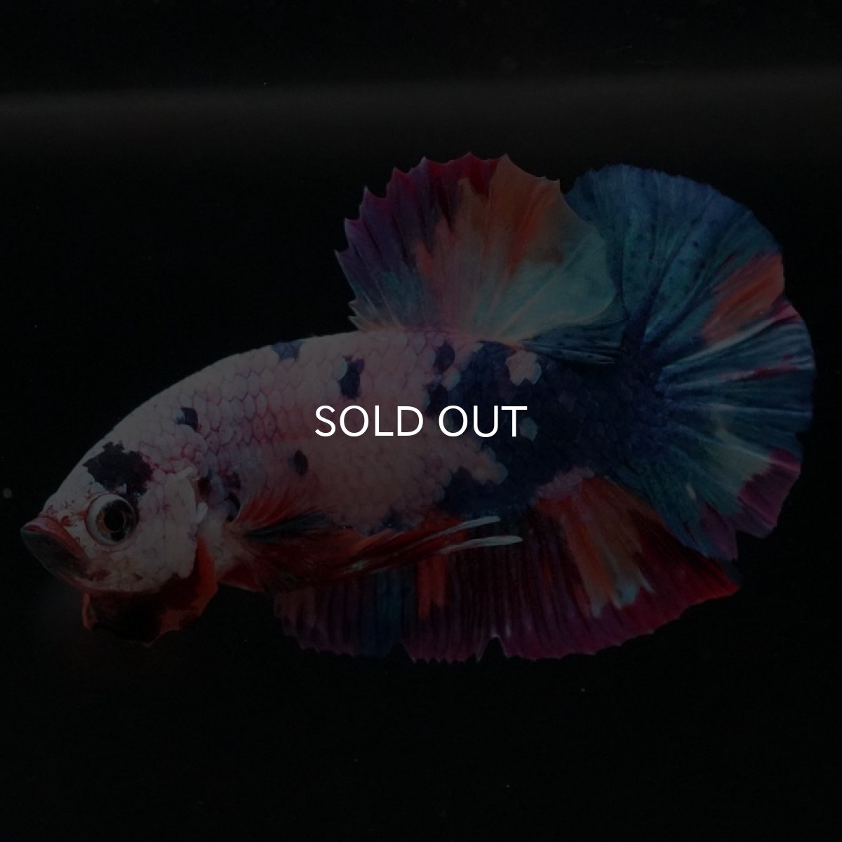 画像2: HMPK キャンディレインボー (2)