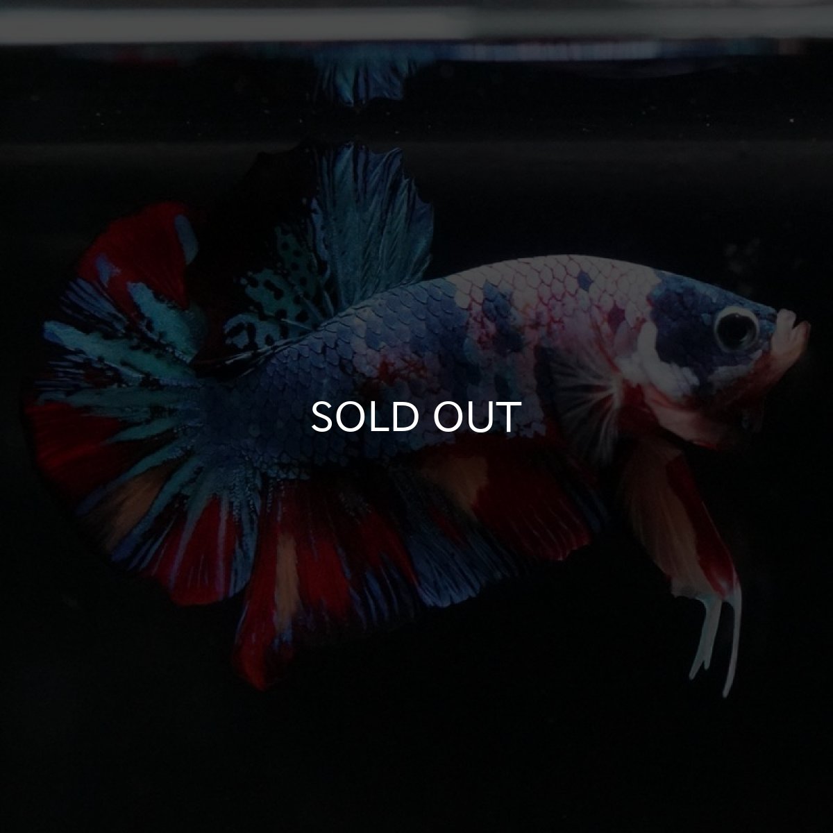 画像4: HMPK　キャンディ (4)