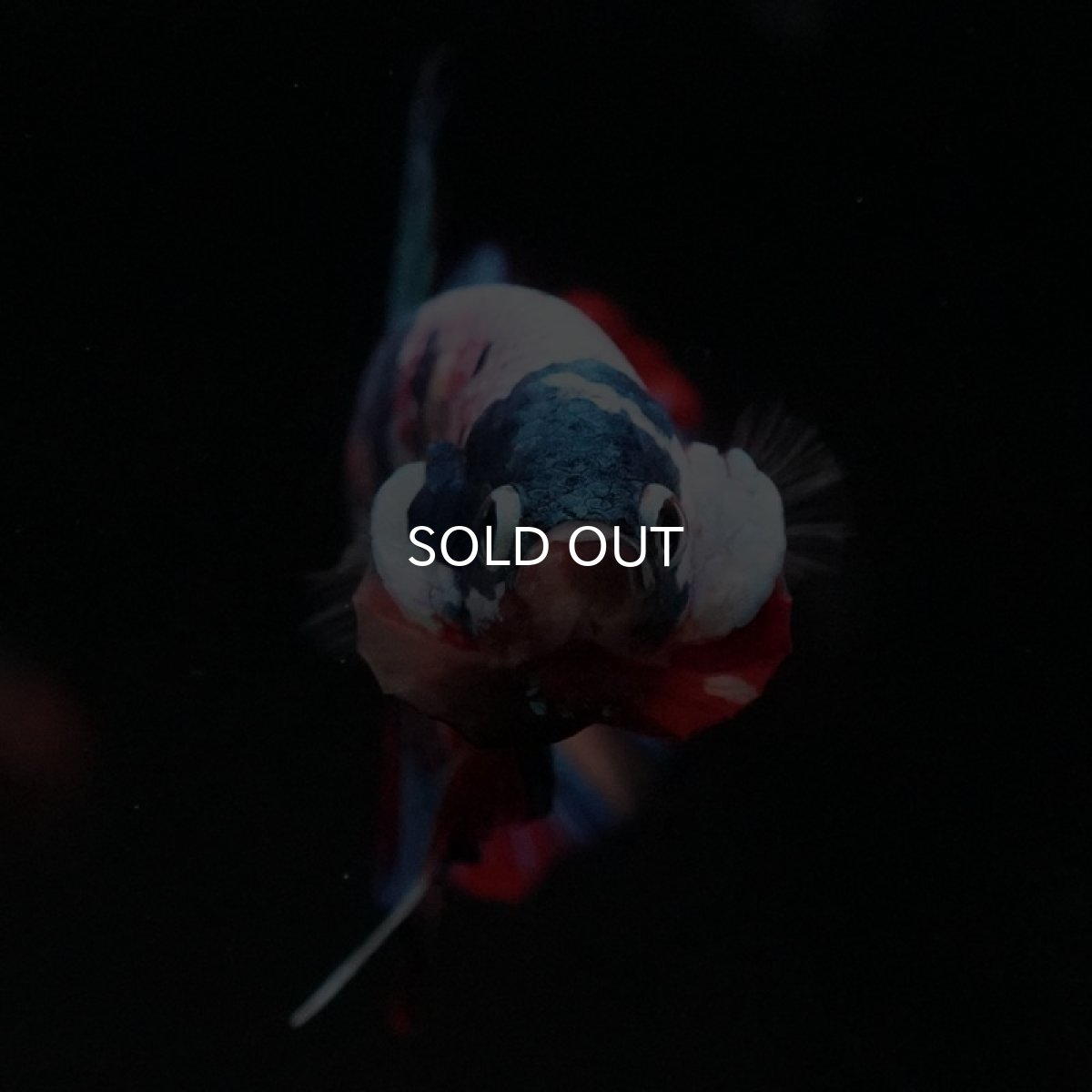 画像3: HMPK　キャンディ (3)