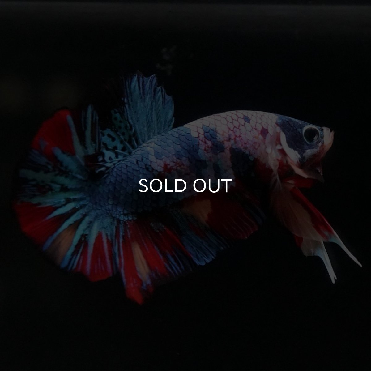 画像6: HMPK　キャンディ (6)