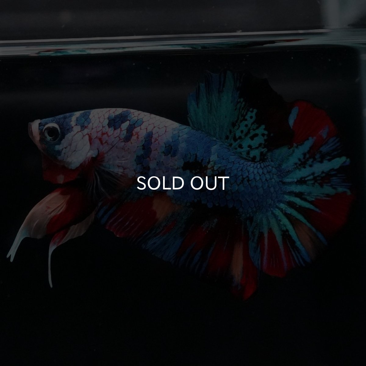 画像8: HMPK　キャンディ (8)