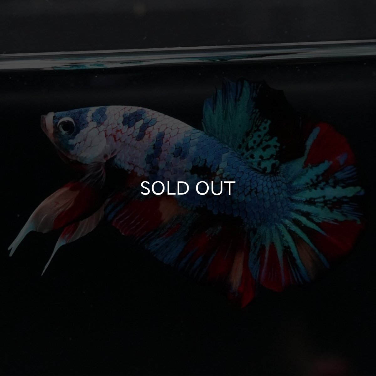 画像7: HMPK　キャンディ (7)