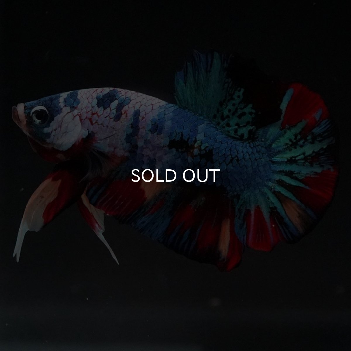 画像5: HMPK　キャンディ (5)