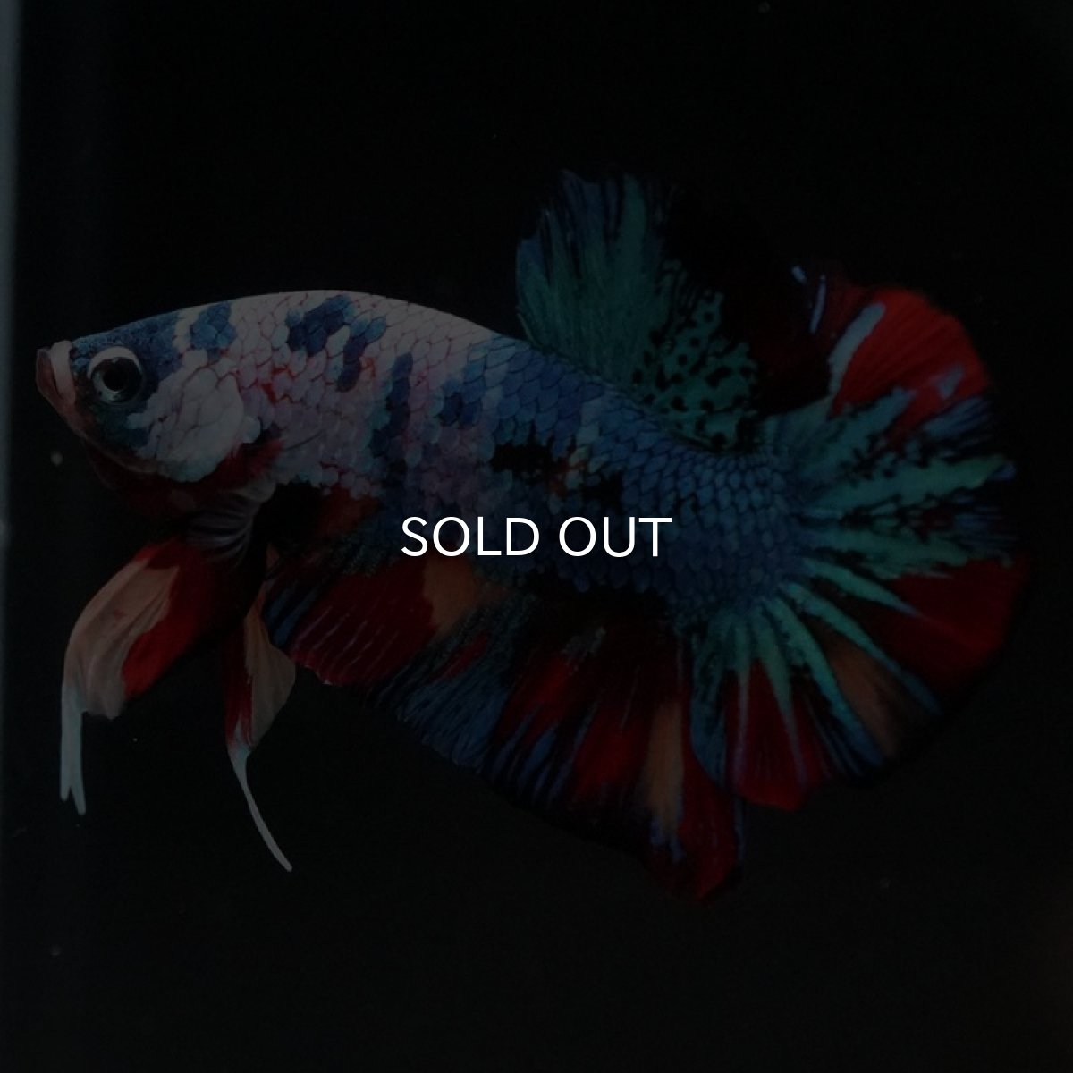 画像2: HMPK　キャンディ (2)