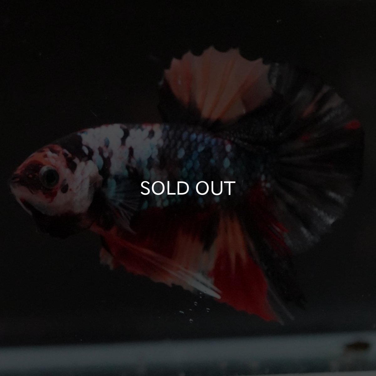 画像6: HMPK　ブラックキャンディ (6)