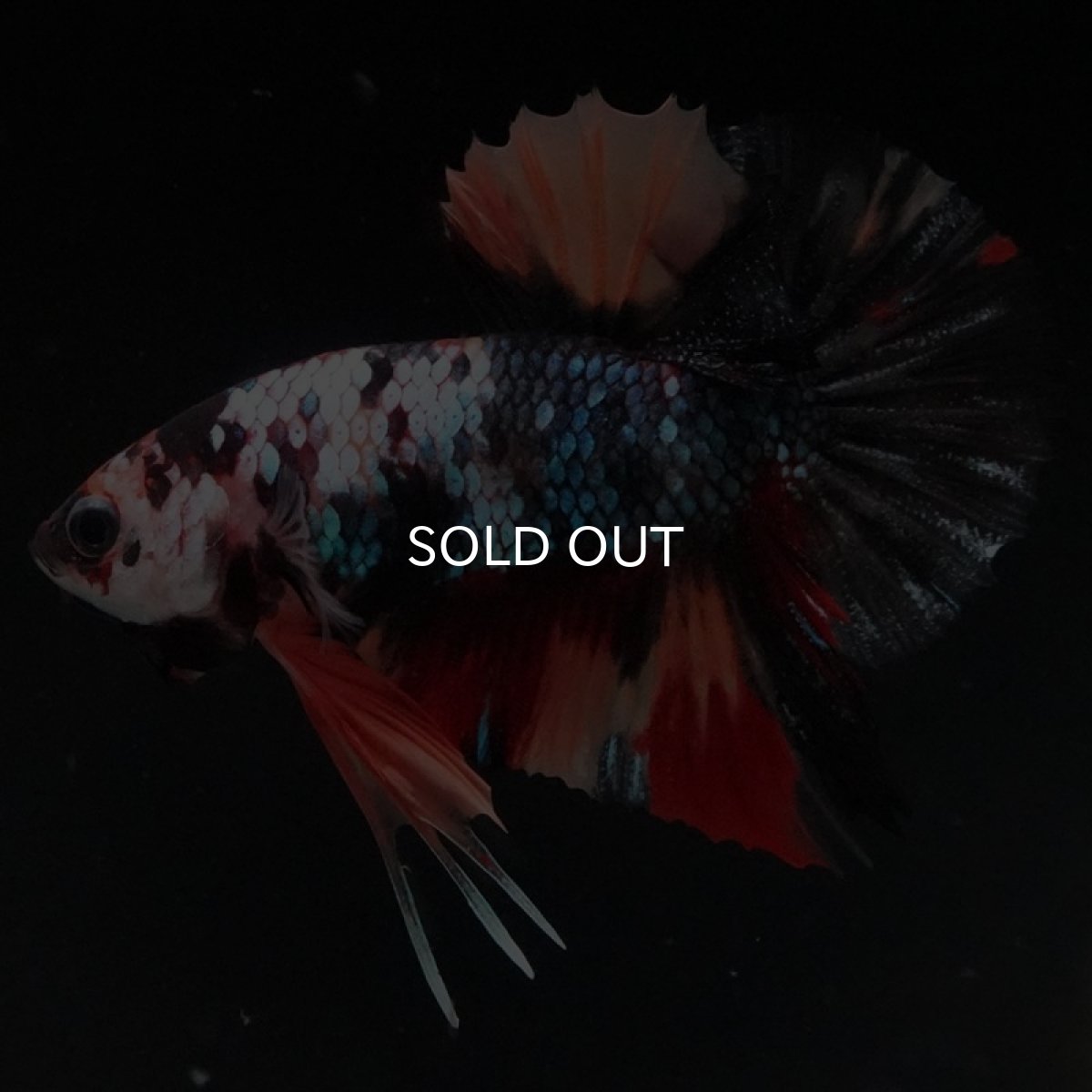 画像2: HMPK　ブラックキャンディ (2)