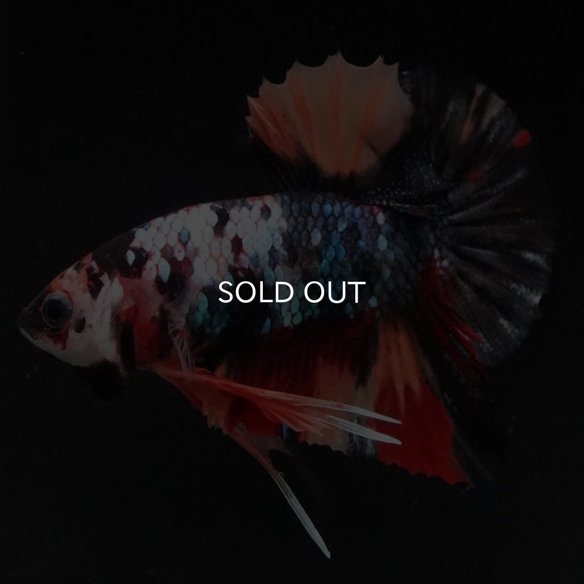 画像4: HMPK　ブラックキャンディ (4)