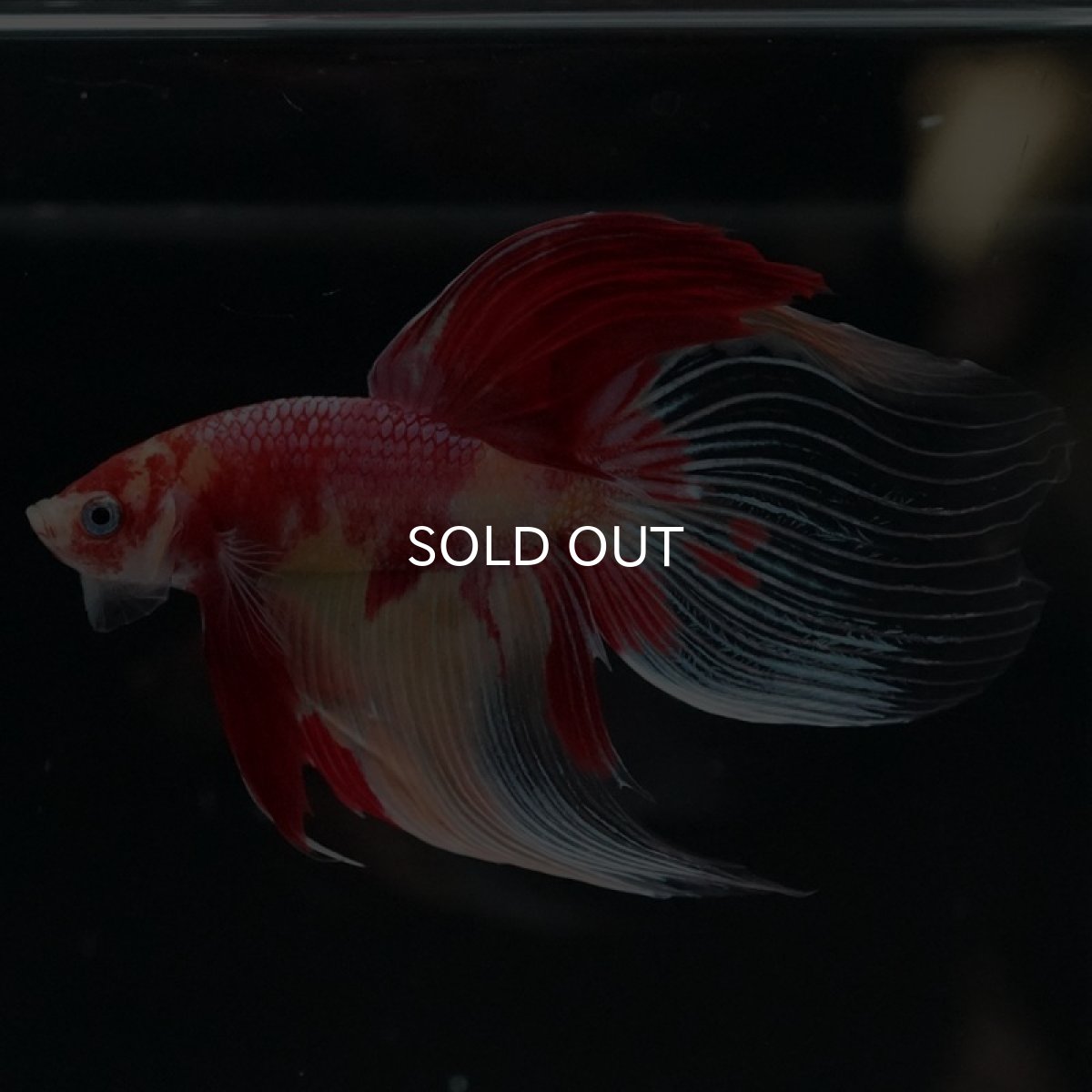 画像8: VT ニモ (8)