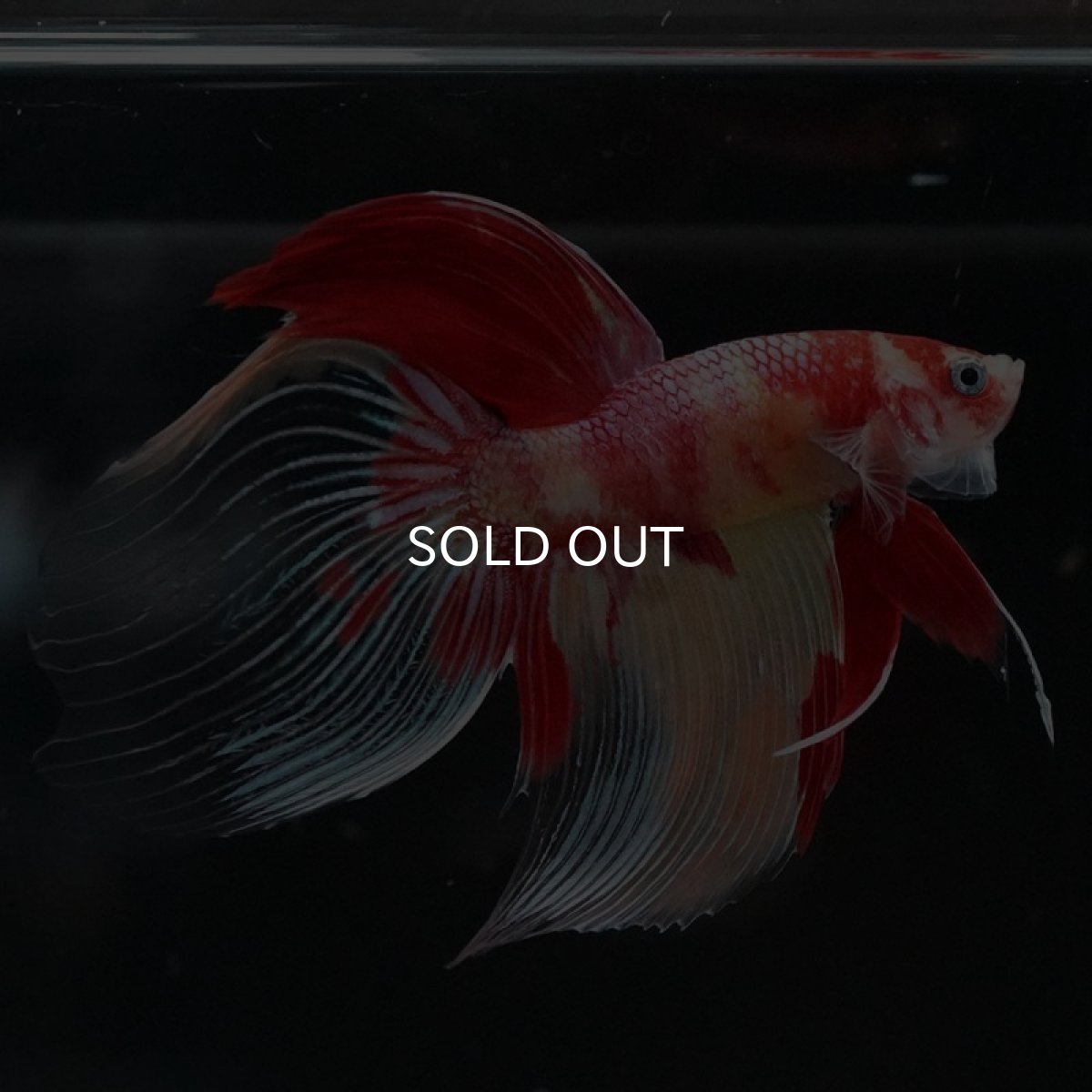 画像11: VT ニモ (11)