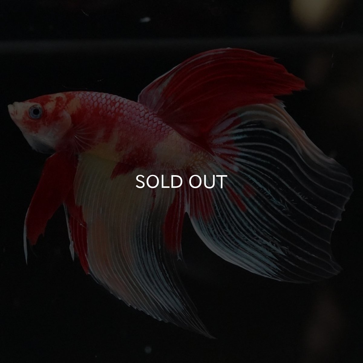 画像4: VT ニモ (4)