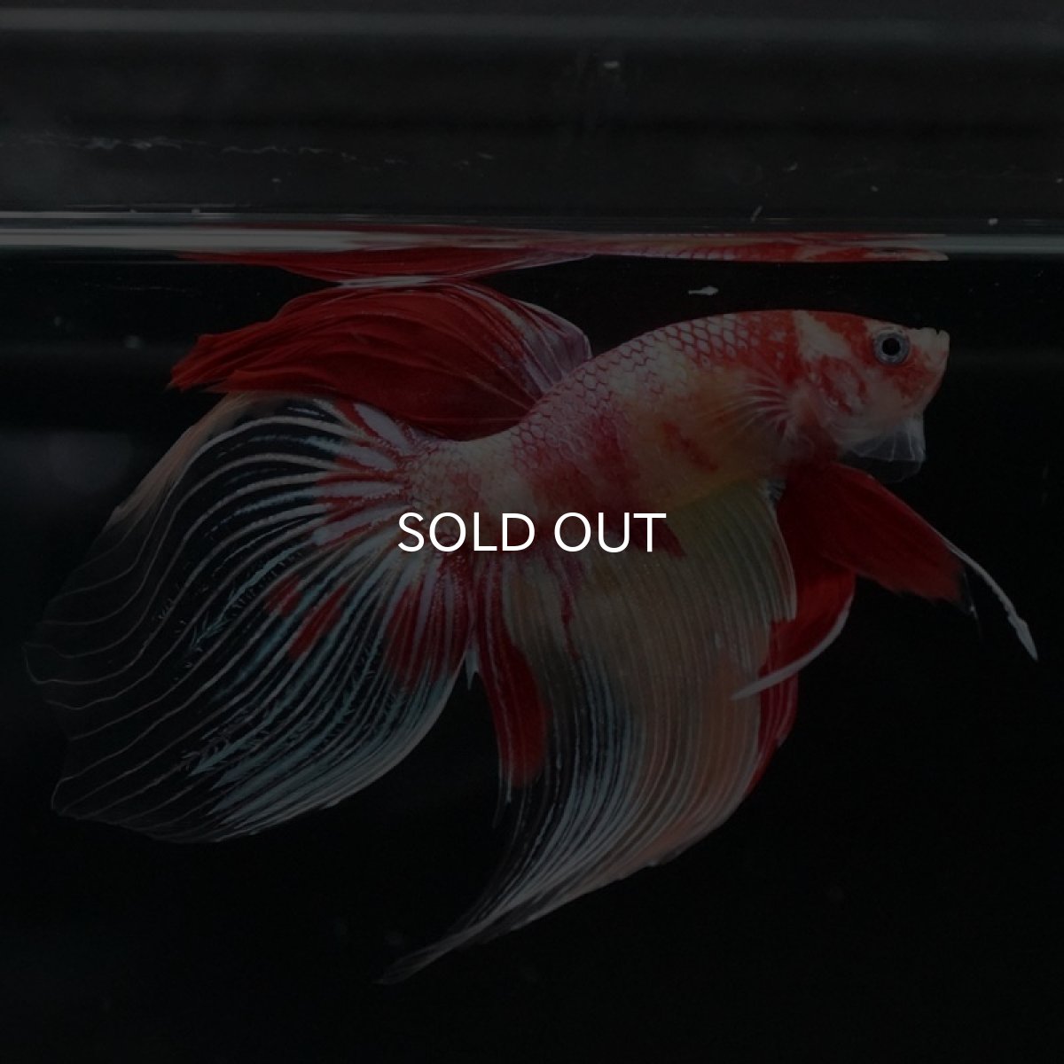 画像9: VT ニモ (9)