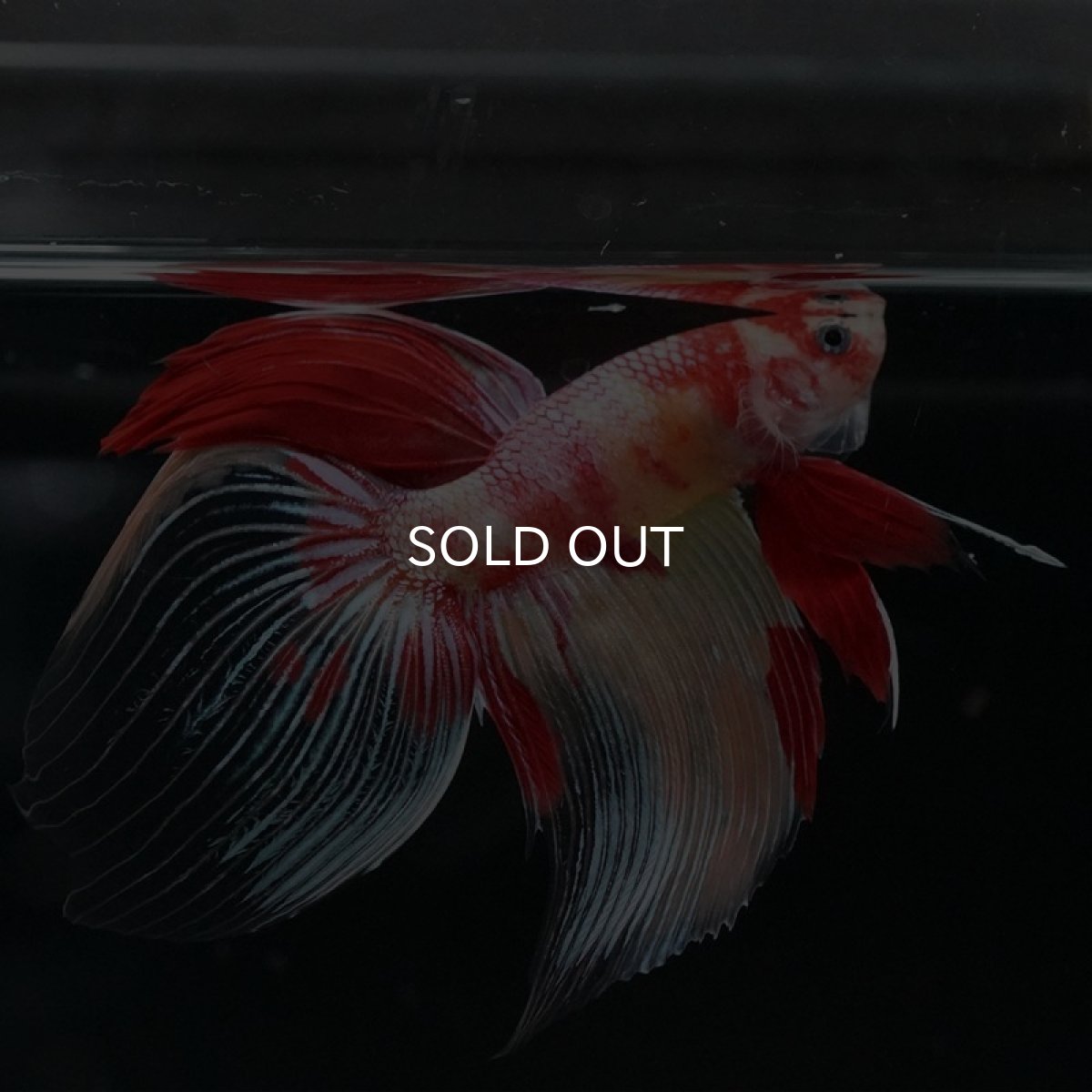 画像7: VT ニモ (7)