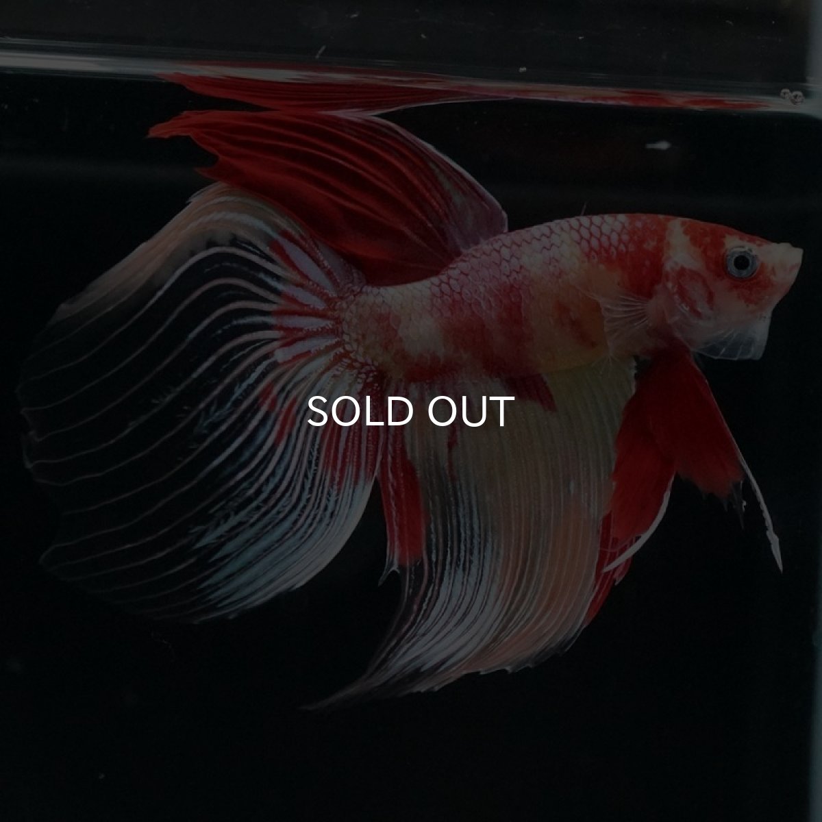 画像5: VT ニモ (5)