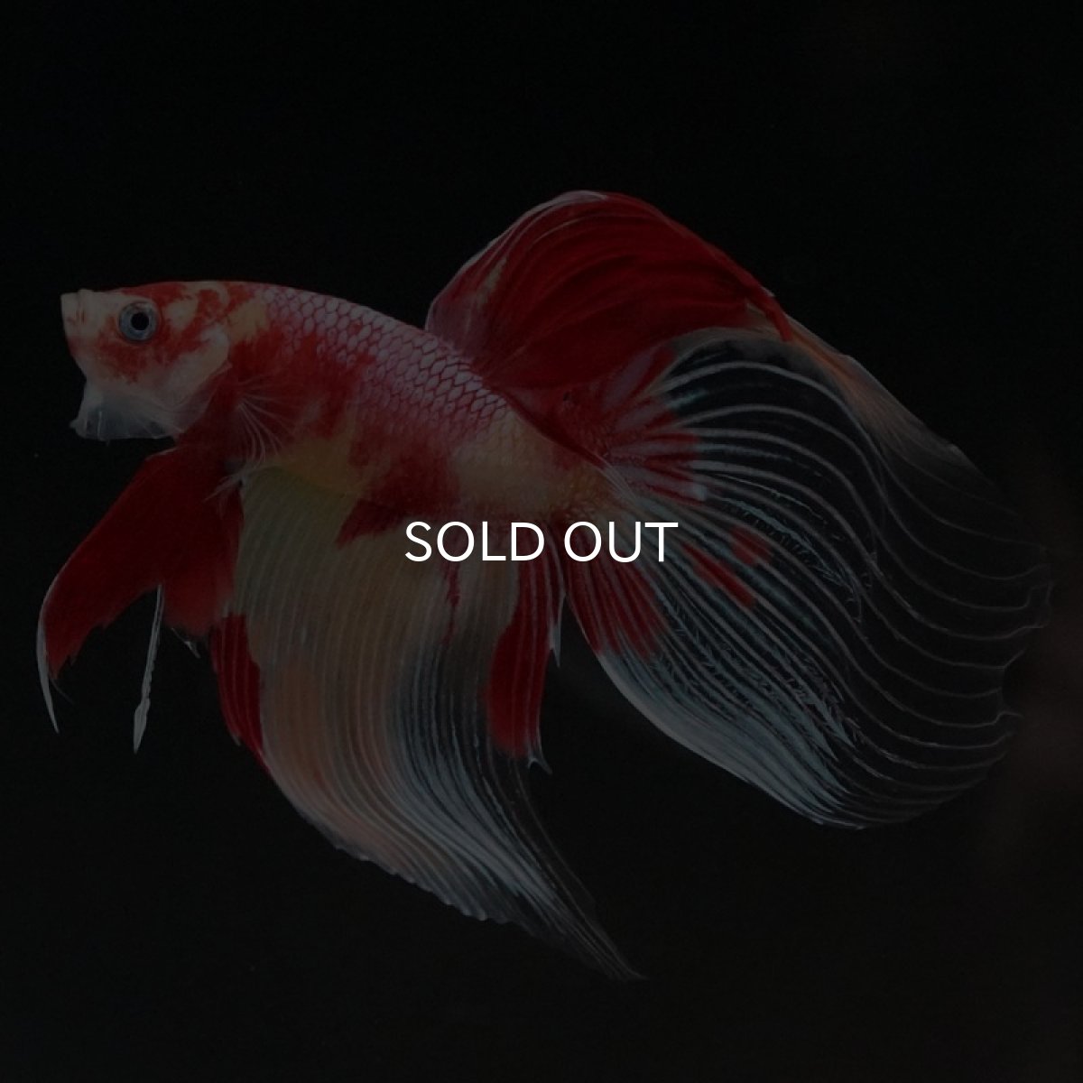 画像2: VT ニモ (2)