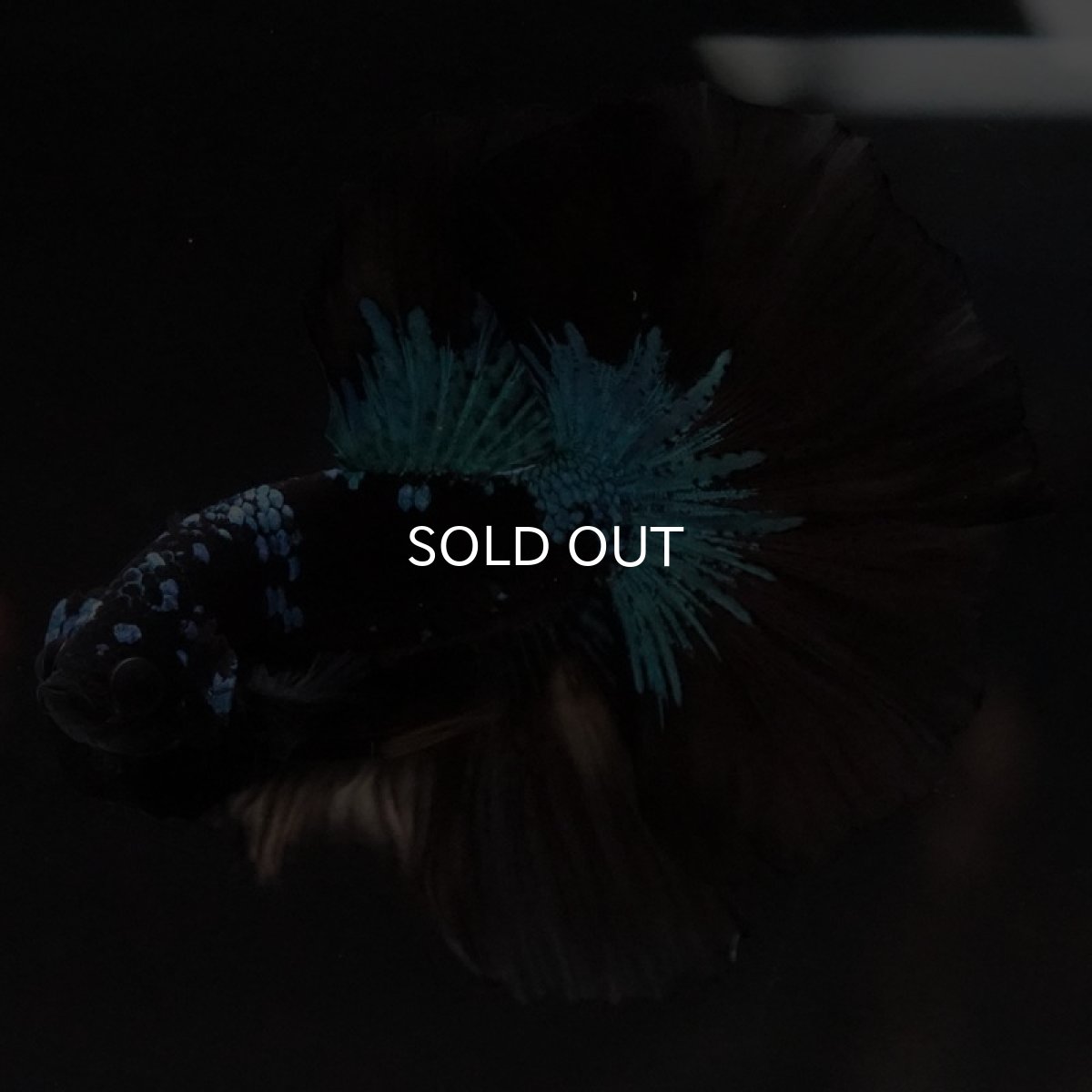 画像2: HM　ブルーブラック　変わり柄 (2)