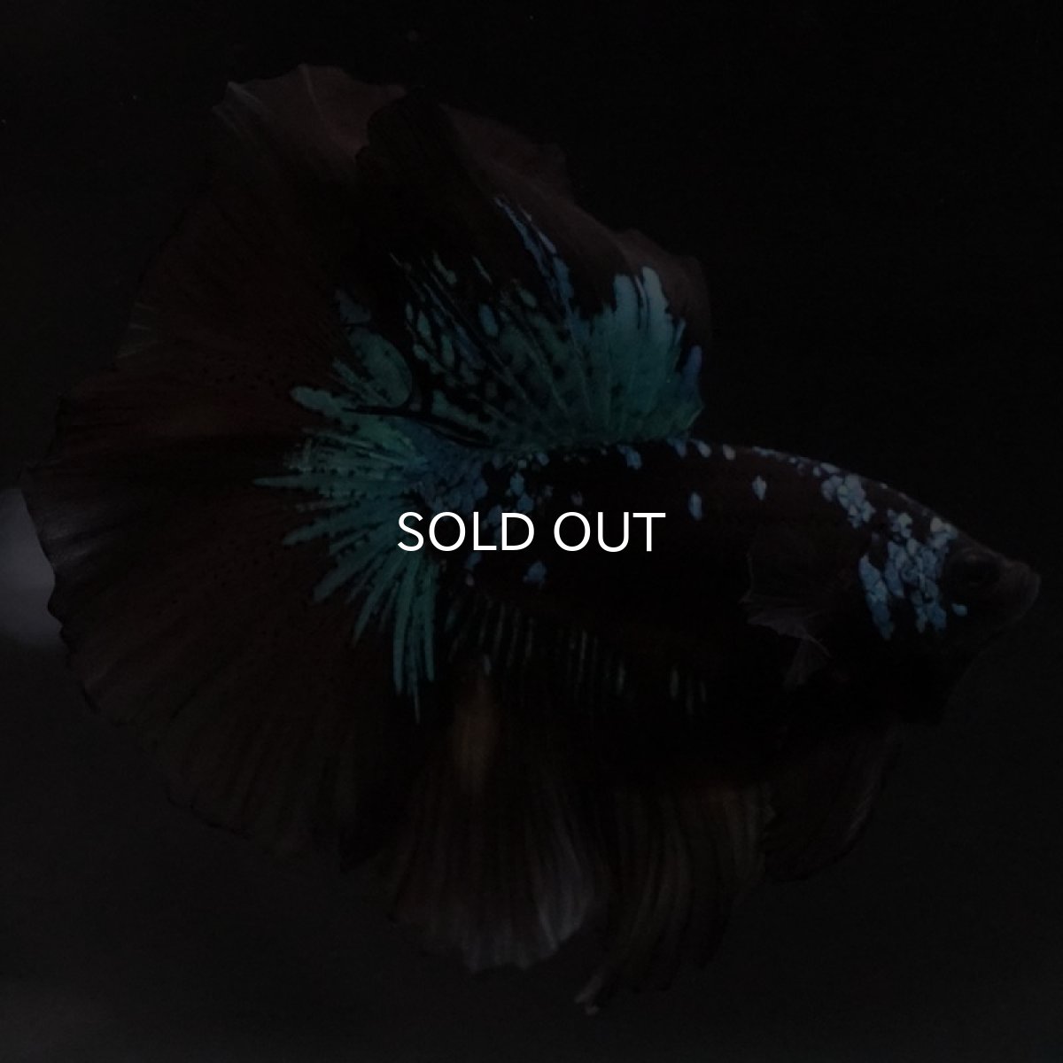 画像8: HM　ブルーブラック　変わり柄 (8)