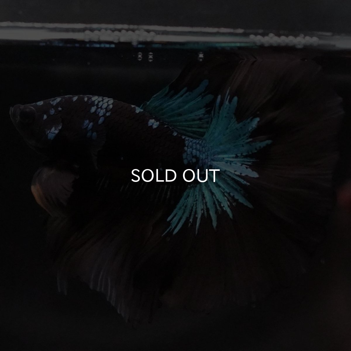 画像6: HM　ブルーブラック　変わり柄 (6)