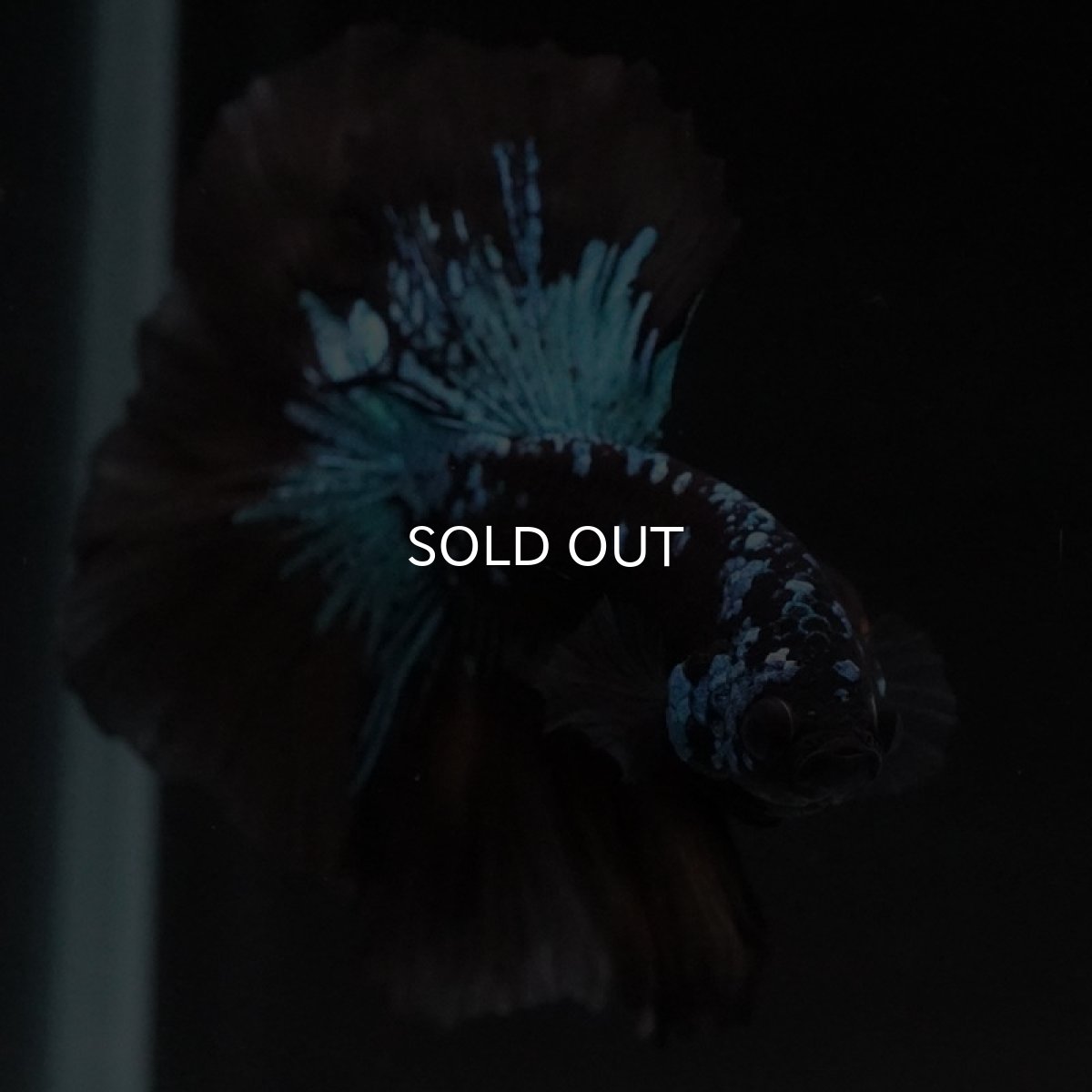 画像7: HM　ブルーブラック　変わり柄 (7)