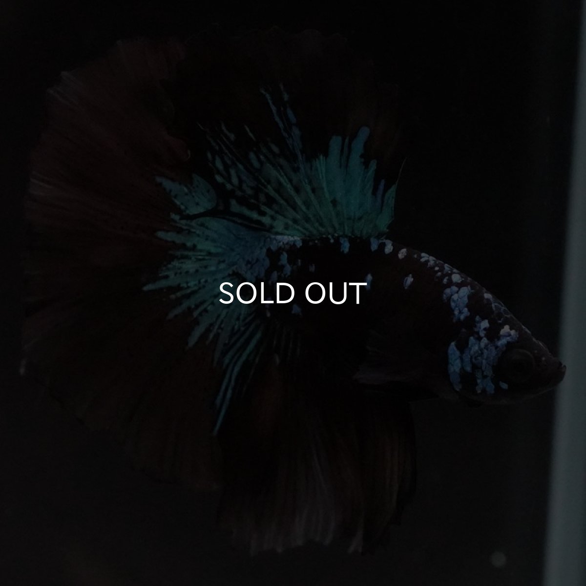 画像5: HM　ブルーブラック　変わり柄 (5)