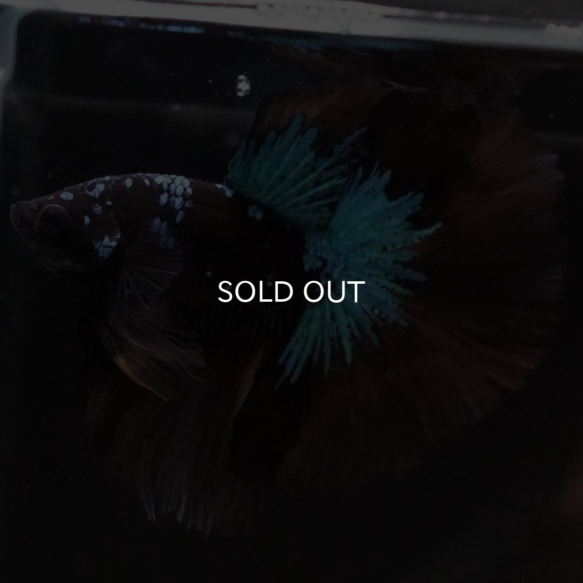 画像4: HM　ブルーブラック　変わり柄 (4)