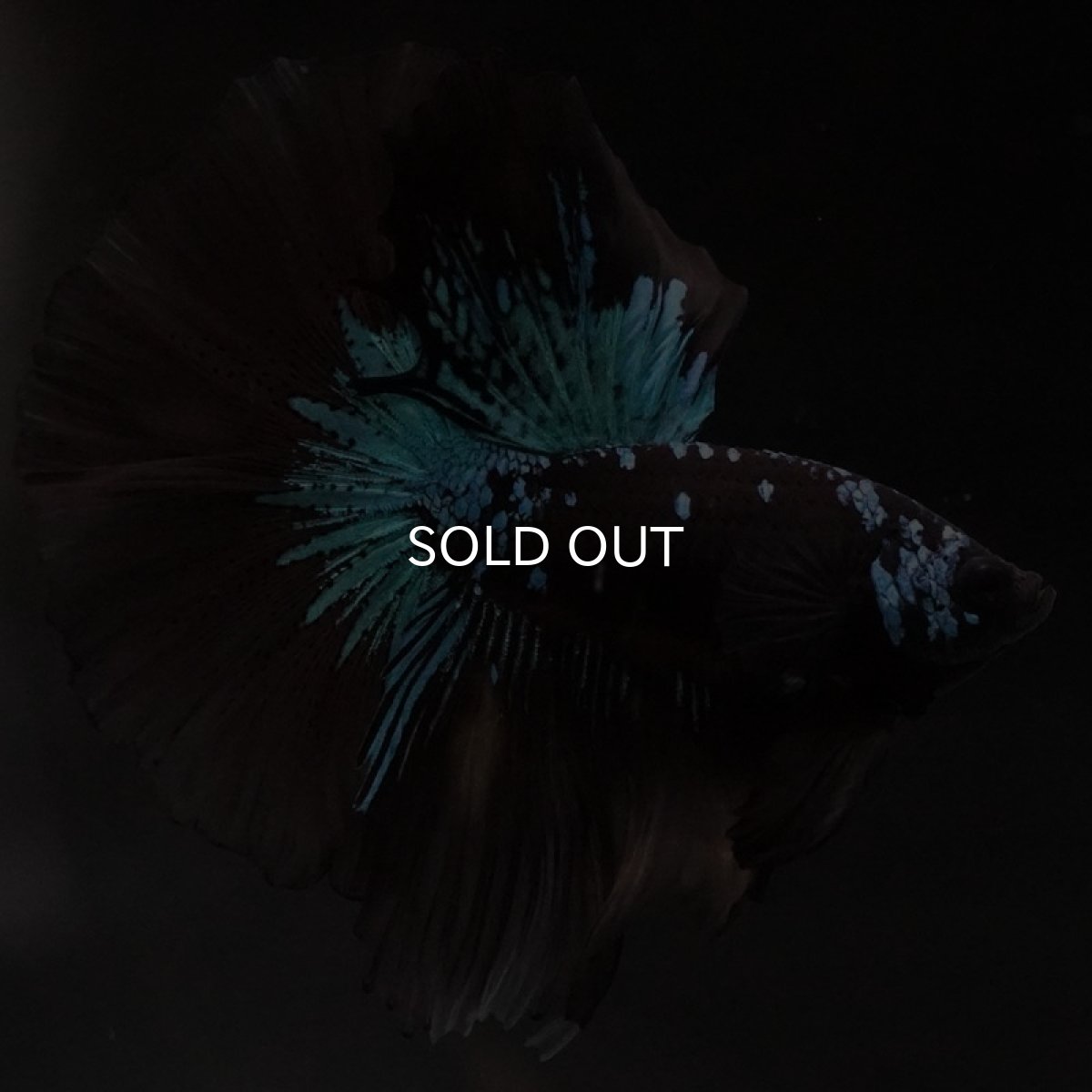 画像3: HM　ブルーブラック　変わり柄 (3)