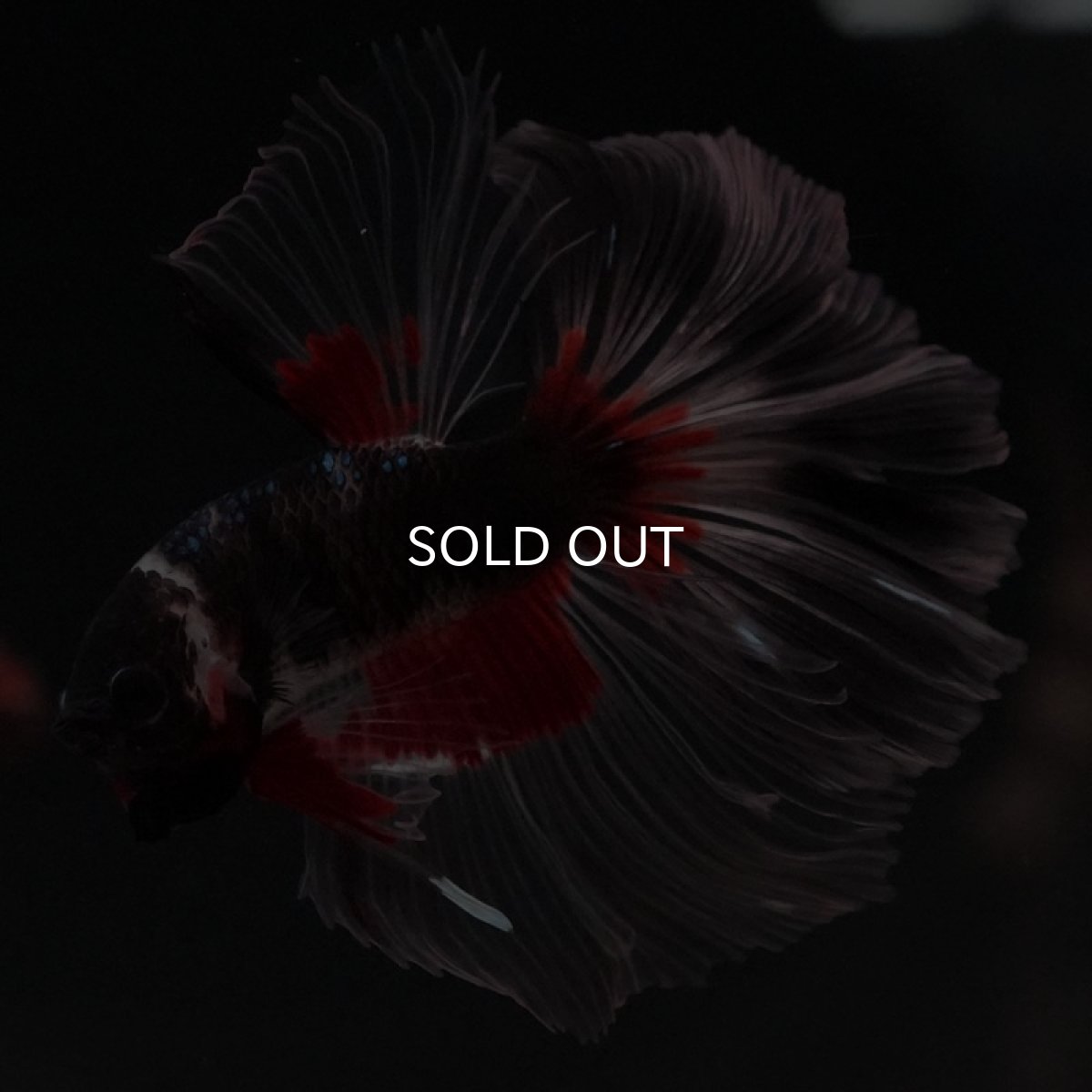 画像6: HM　クリアフィン　変わり柄 (6)