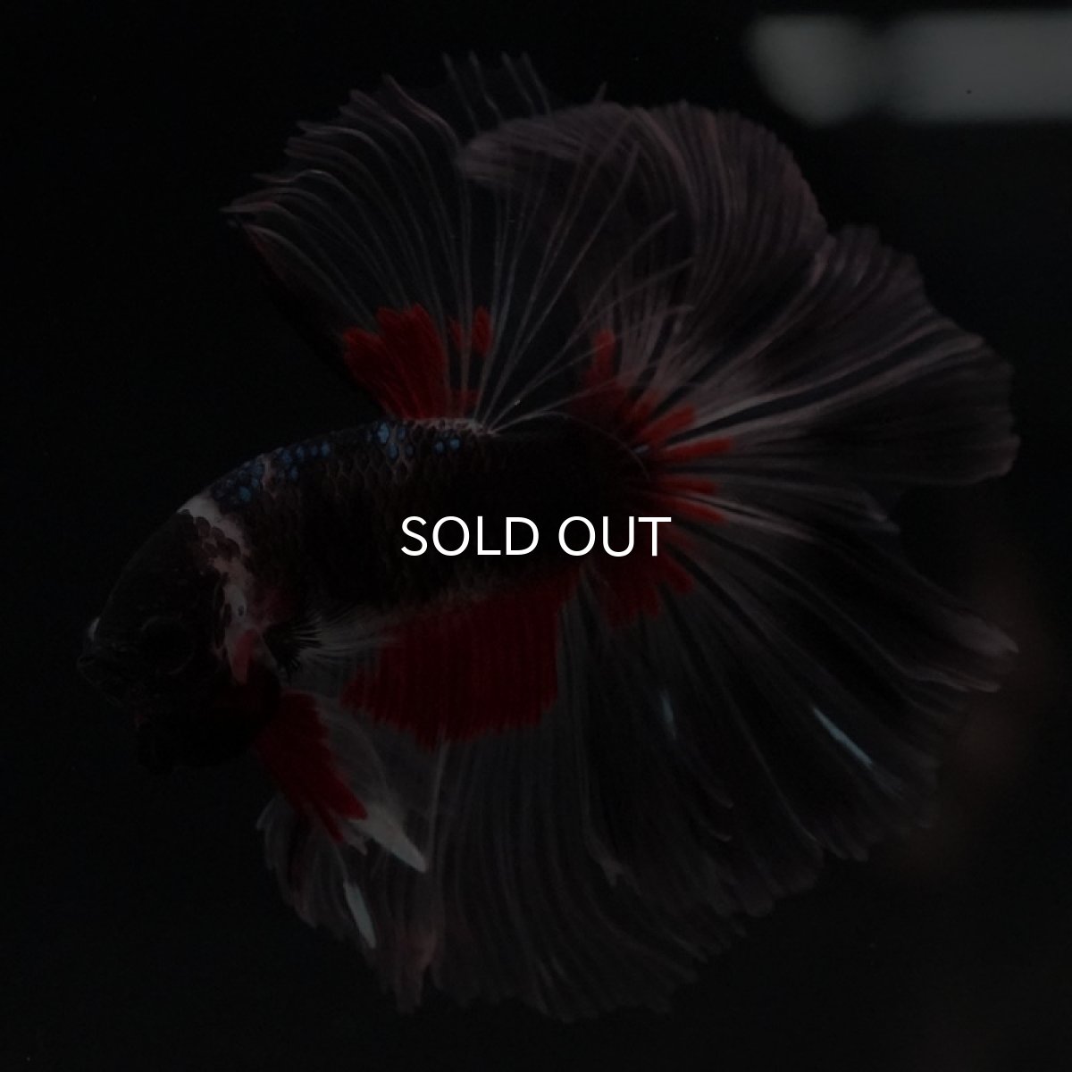 画像2: HM　クリアフィン　変わり柄 (2)