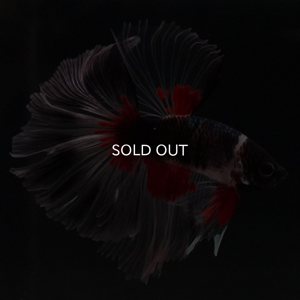 画像3: HM　クリアフィン　変わり柄 (3)