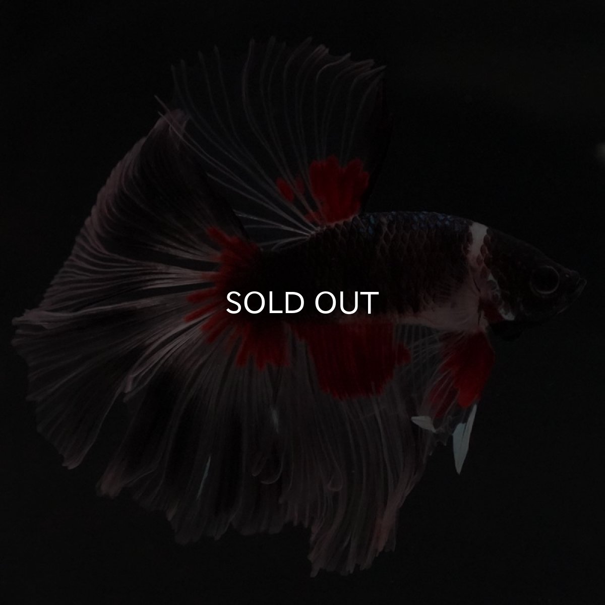 画像5: HM　クリアフィン　変わり柄 (5)