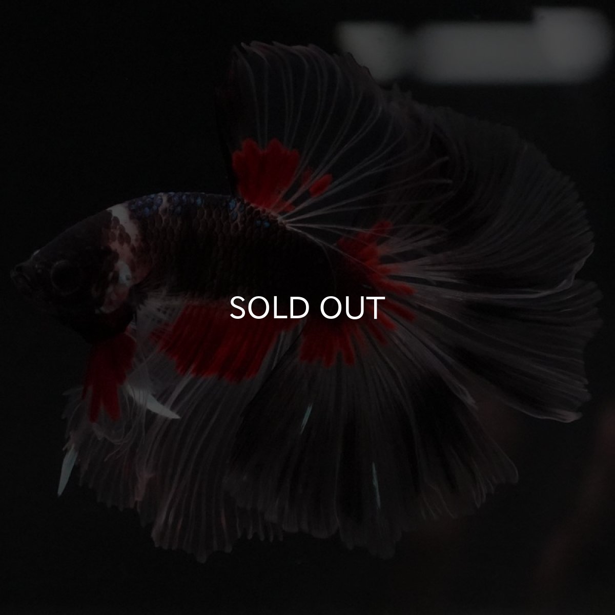 画像4: HM　クリアフィン　変わり柄 (4)