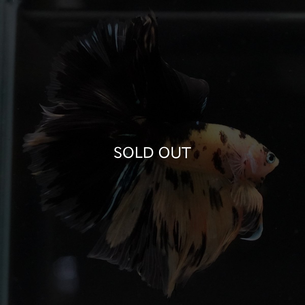 画像8: HM　イエロータイガー (8)