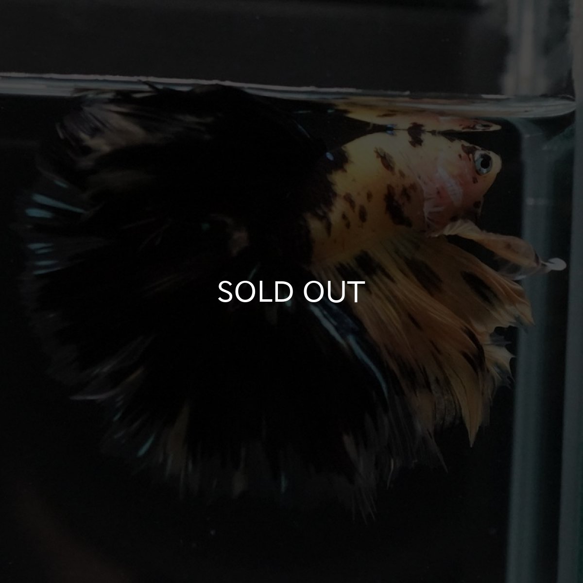 画像6: HM　イエロータイガー (6)