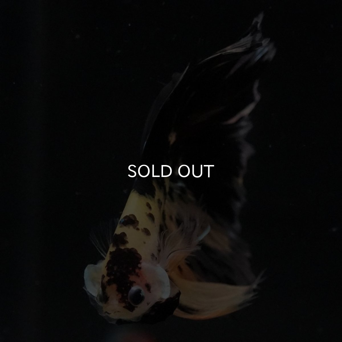 画像5: HM　イエロータイガー (5)