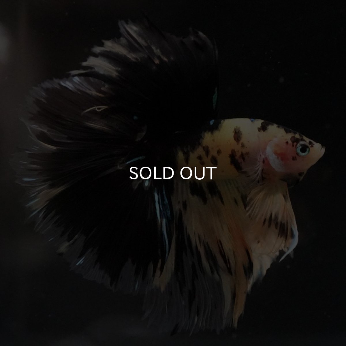 画像4: HM　イエロータイガー (4)