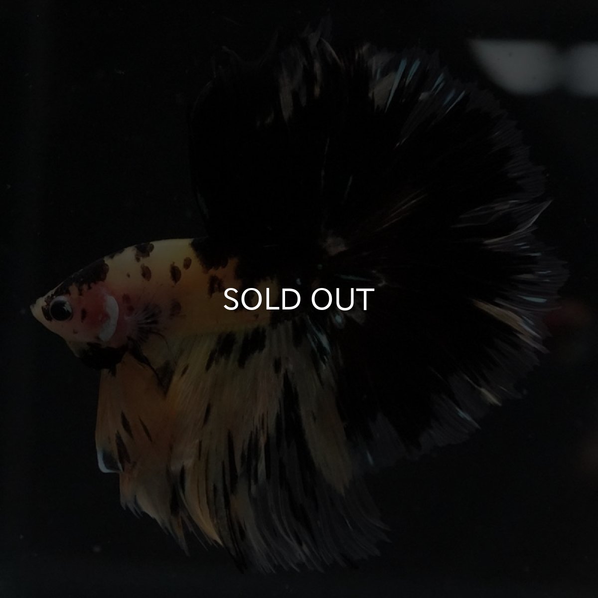 画像3: HM　イエロータイガー (3)