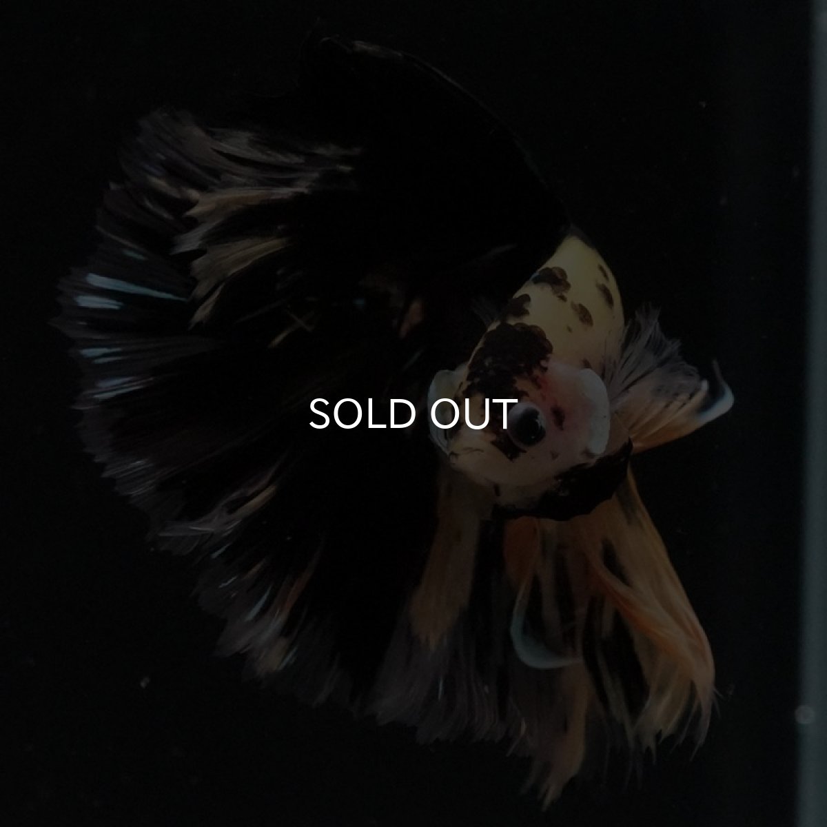 画像2: HM　イエロータイガー (2)