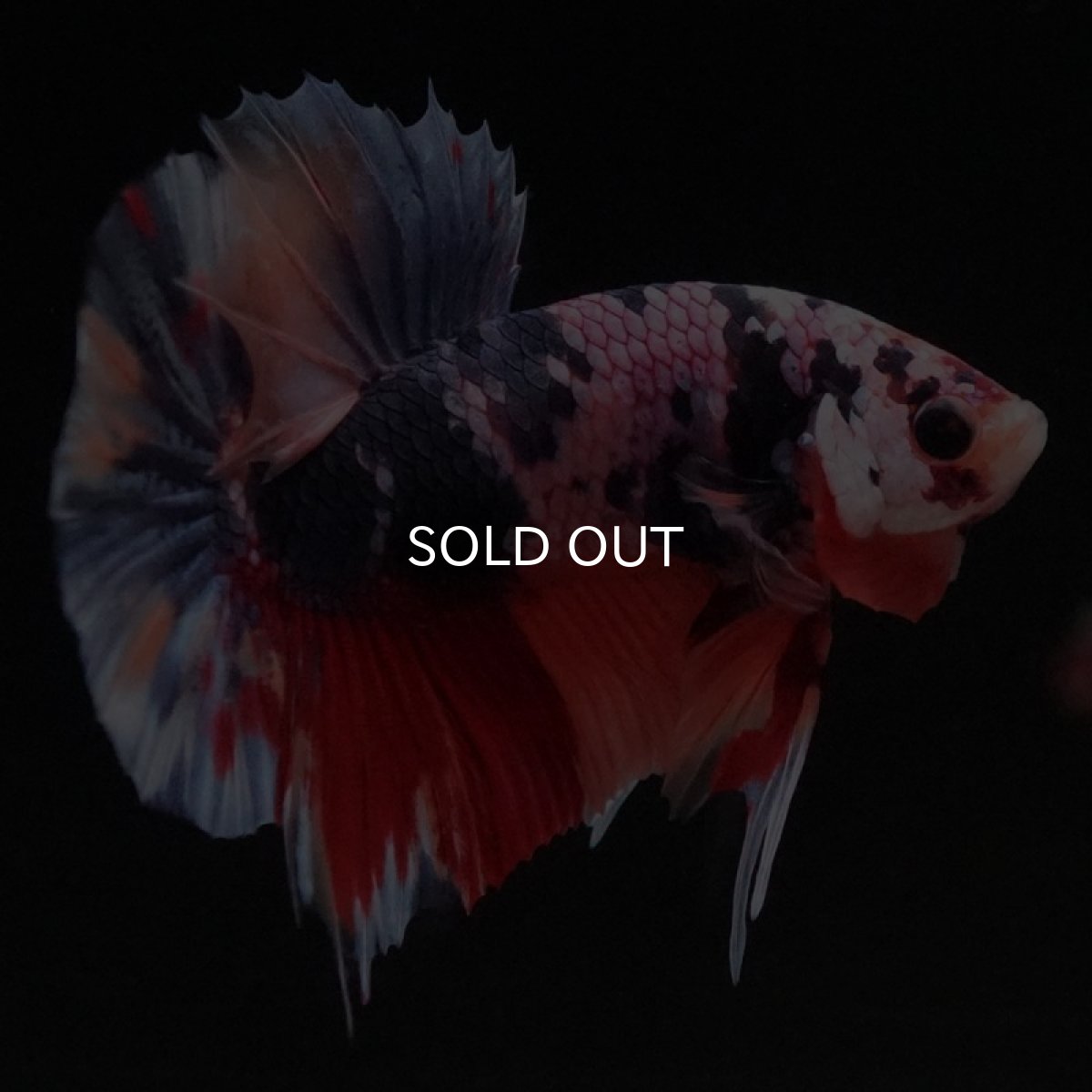 画像7: HMPK　キャンディ (7)