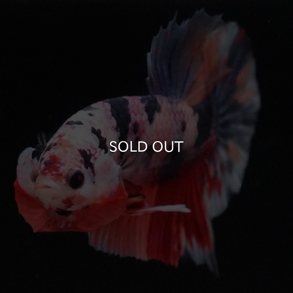 画像3: HMPK　キャンディ (3)