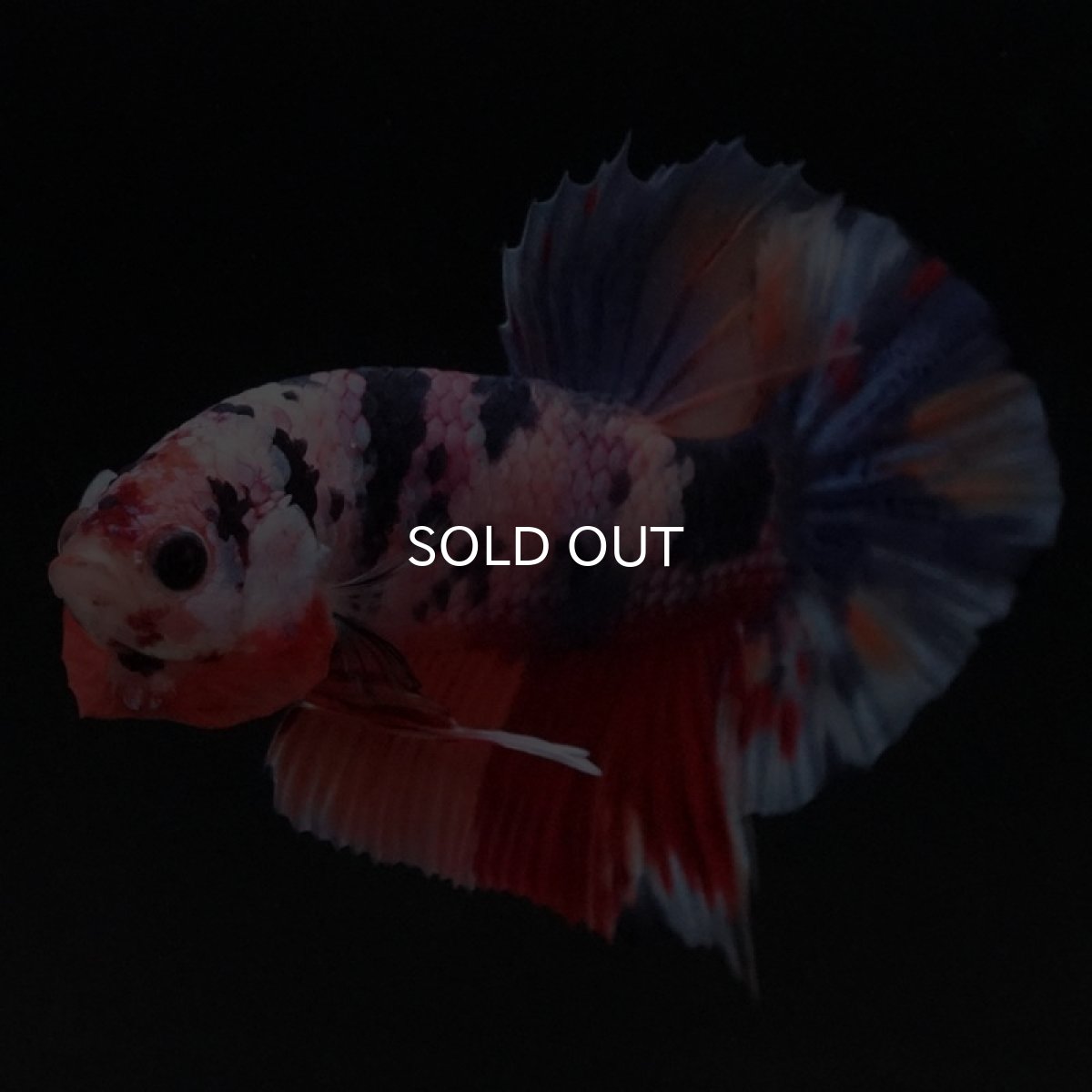 画像9: HMPK　キャンディ (9)