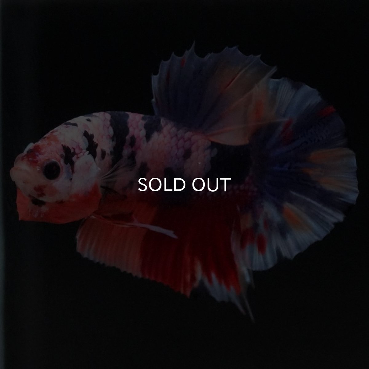 画像8: HMPK　キャンディ (8)