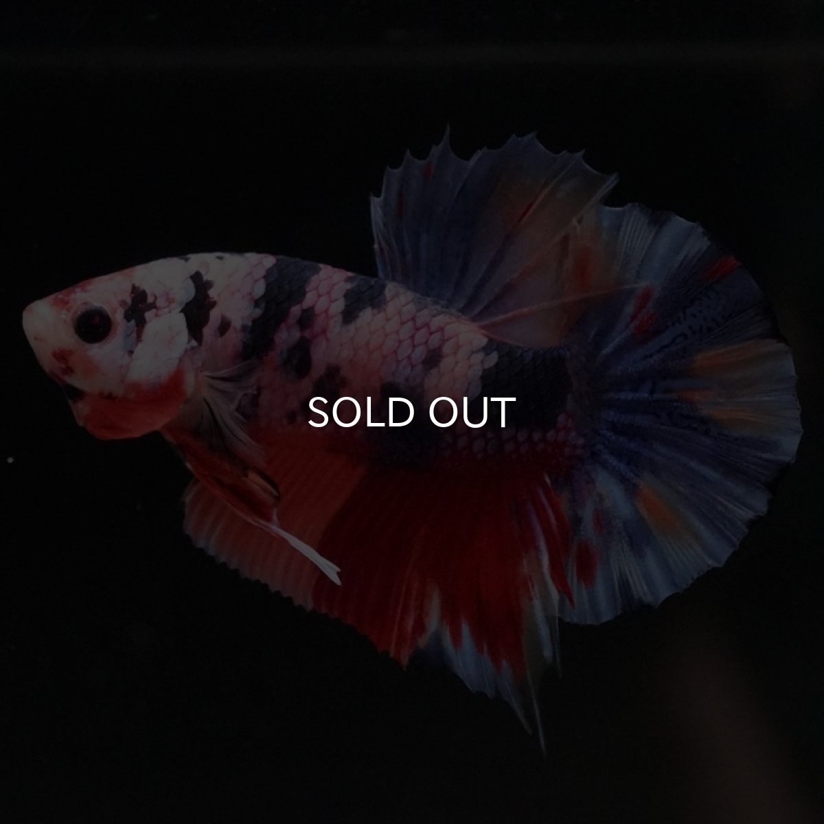 画像6: HMPK　キャンディ (6)