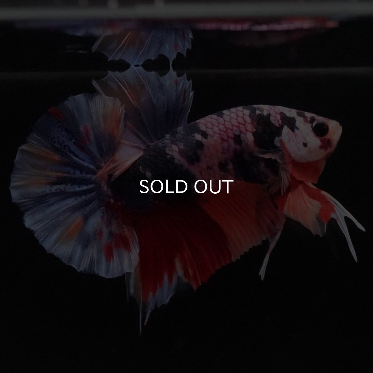 画像4: HMPK　キャンディ (4)