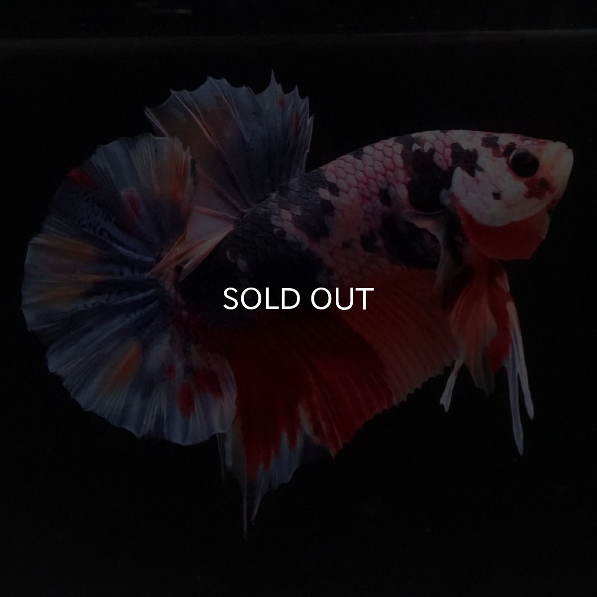 画像2: HMPK　キャンディ (2)