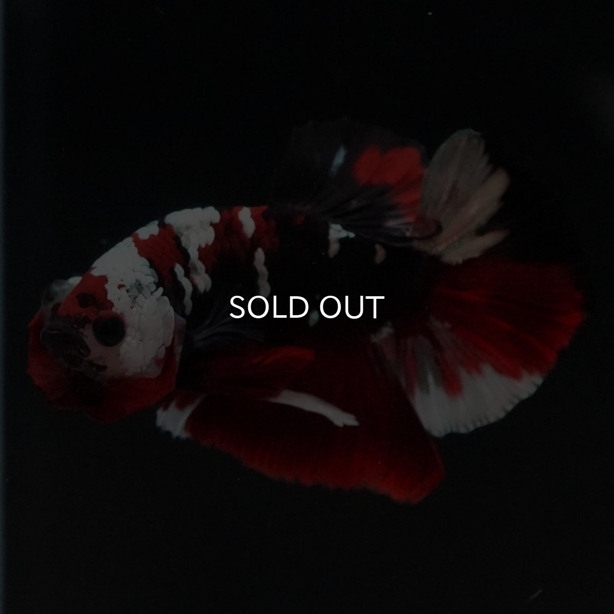 画像2: HMPK 鯉カッパー (2)